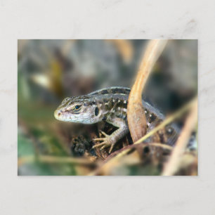 Carte Postale Lizard de sable