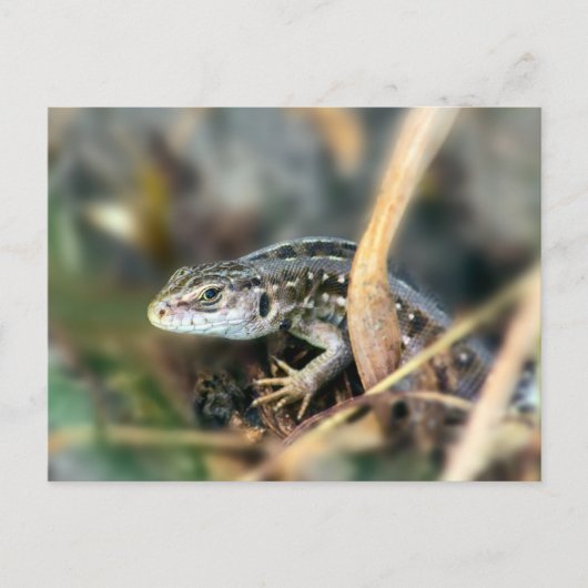 Carte Postale Lizard de sable (Devant)