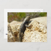 Carte Postale Lizard d'épinette à dos jaune à Joshua Tree (Devant / Derrière)