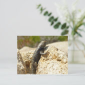 Carte Postale Lizard d'épinette à dos jaune à Joshua Tree (Debout devant)