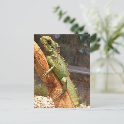 Carte Postale Lizard Escalade a Tree Postcard (Debout devant)
