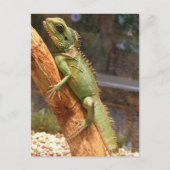 Carte Postale Lizard Escalade a Tree Postcard (Devant)