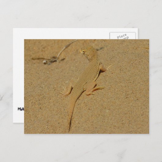 Carte Postale Lizard frange mojave (Devant / Derrière)