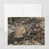 Carte Postale Lizard léopard à long nez (Devant / Derrière)