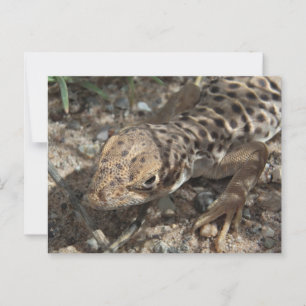 Carte Postale Lizard léopard à long nez