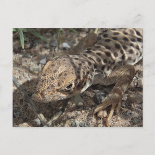 Carte Postale Lizard léopard à long nez (Devant)