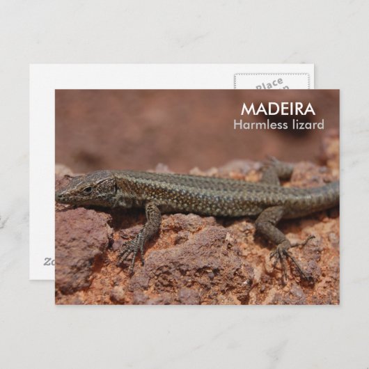 Carte Postale Lizard, Madère (Devant / Derrière)