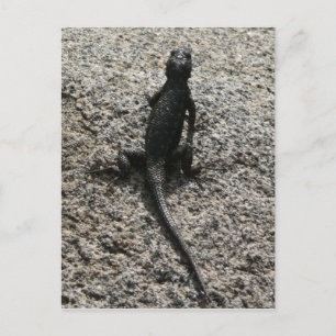 Carte Postale Lizard noir
