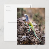 Carte Postale Lizard plus grand (Devant / Derrière)