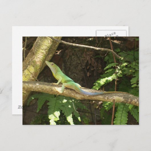 Carte Postale Lizard vert jamaïcain (Devant / Derrière)