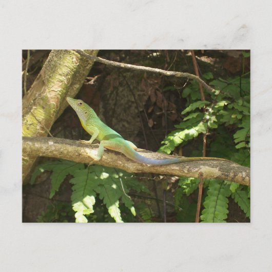 Carte Postale Lizard vert jamaïcain (Devant)