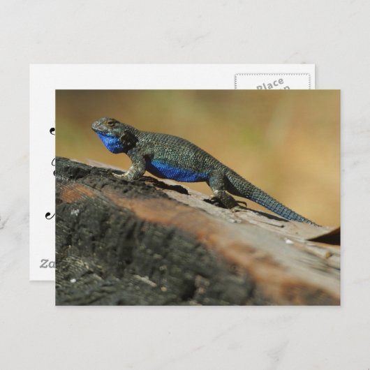 Carte Postale Lizards Bleu Ventre (Devant / Derrière)