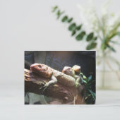 Carte postale Lizards Lounge (Debout devant)