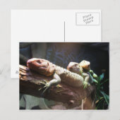 Carte postale Lizards Lounge (Devant / Derrière)
