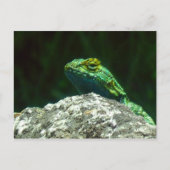 Carte Postale Lizz (Devant)