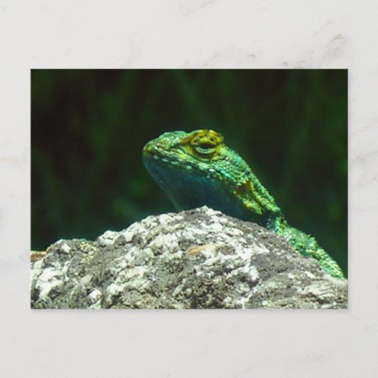 Carte Postale Lizz (Devant)