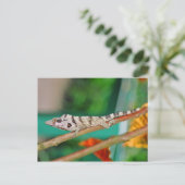 Carte Postale Lizzard (Debout devant)