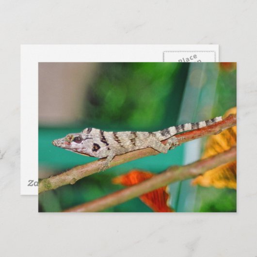 Carte Postale Lizzard (Devant / Derrière)