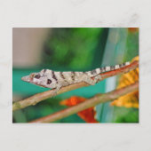 Carte Postale Lizzard (Devant)