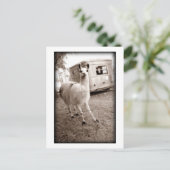 Carte Postale Llama (Debout devant)