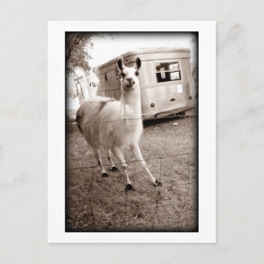 Carte Postale Llama (Devant)