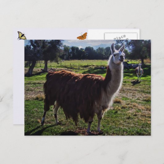 Carte Postale Llama (Devant / Derrière)