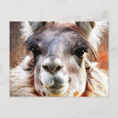 Carte Postale Llama (Devant)