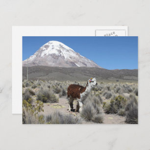 Carte Postale Llama à Sajama Mountain Bolivie Amérique du Sud