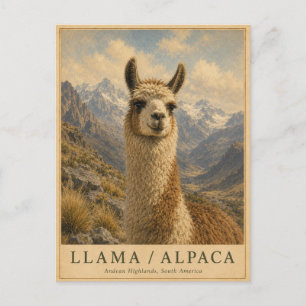 Carte Postale Llama Alpaca Andes VINTAGE