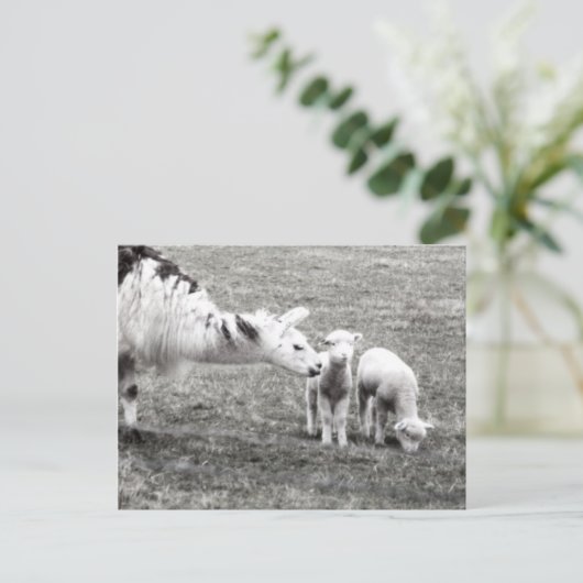 Carte Postale Llama and Lambs (Debout devant)
