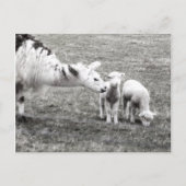 Carte Postale Llama and Lambs (Devant)