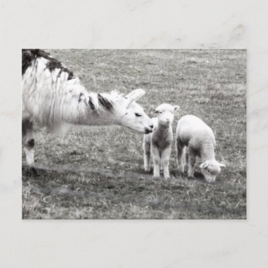Carte Postale Llama and Lambs (Devant)