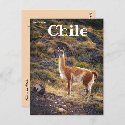 Carte Postale Llama au Chili (Devant / Derrière)