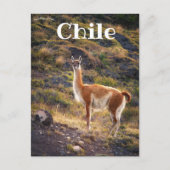 Carte Postale Llama au Chili (Devant)