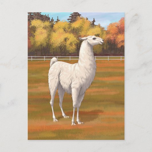 Carte Postale Llama blanche dans les pâturages agricoles d'autom (Devant)