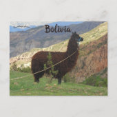 Carte Postale Llama dans la vallée des âmes Bolivie (Devant)
