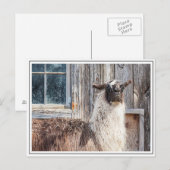 Carte Postale Llama devant une grange (Devant / Derrière)