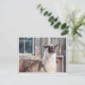 Carte Postale Llama devant une grange (Debout devant)