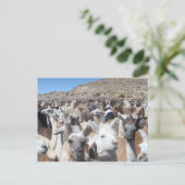 Carte Postale Llama Disco (Debout devant)