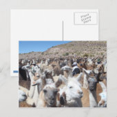 Carte Postale Llama Disco (Devant / Derrière)