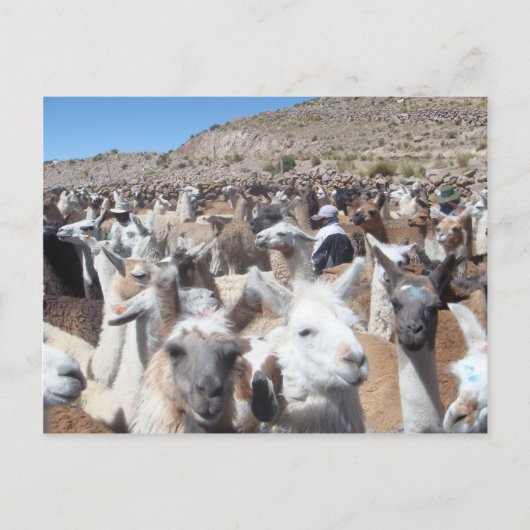 Carte Postale Llama Disco (Devant)