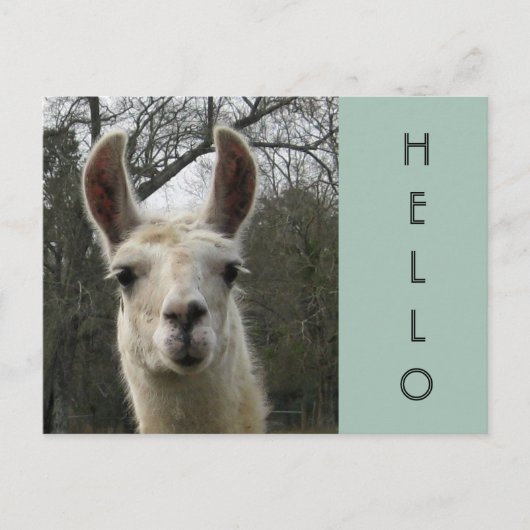 Carte postale Llama Hello (Devant)