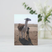 Carte Postale Llama mama & Cria (Debout devant)