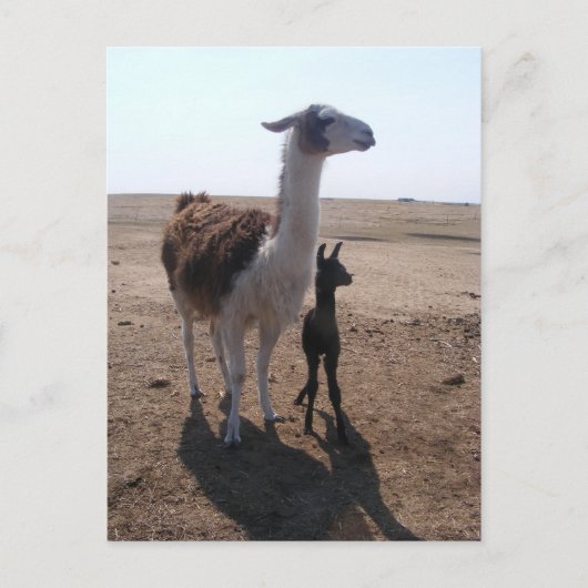 Carte Postale Llama mama & Cria (Devant)