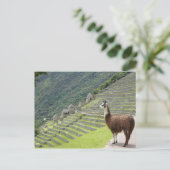 Carte Postale llama peru (Debout devant)
