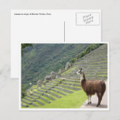 Carte Postale llama peru (Devant / Derrière)