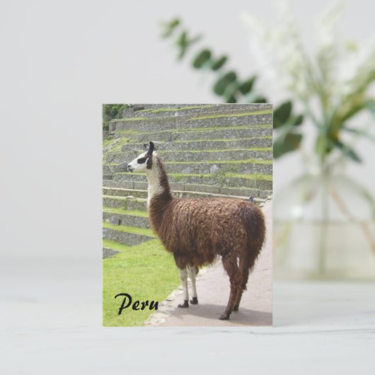 Carte Postale llama peru (Debout devant)