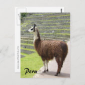 Carte Postale llama peru (Devant / Derrière)