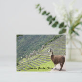 Carte Postale llama péruvien (Debout devant)