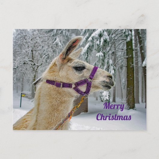 Carte Postale Llama Photo Neige Noël (Devant)